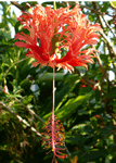 coral hibisucus