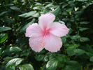 hibiscus2
